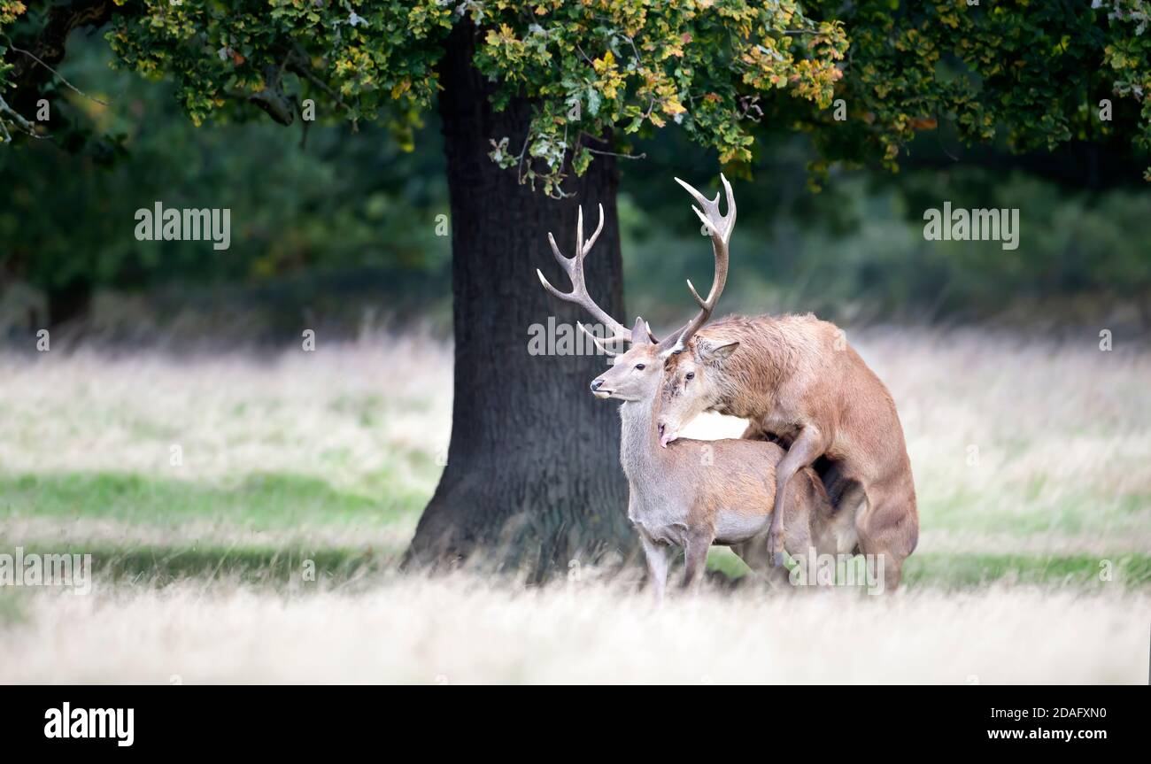 Primo piano di un cervo rosso che si accoppia durante la stagione della caccia in autunno, Regno Unito. Foto Stock