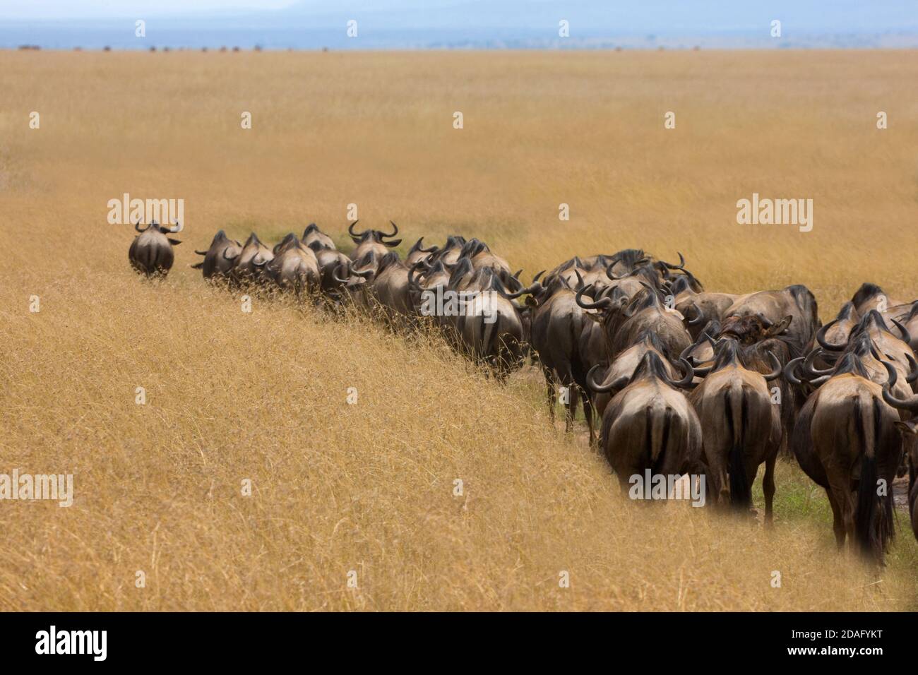 Gnu migrazione sulla savana Masai Mara, Kenya Foto Stock