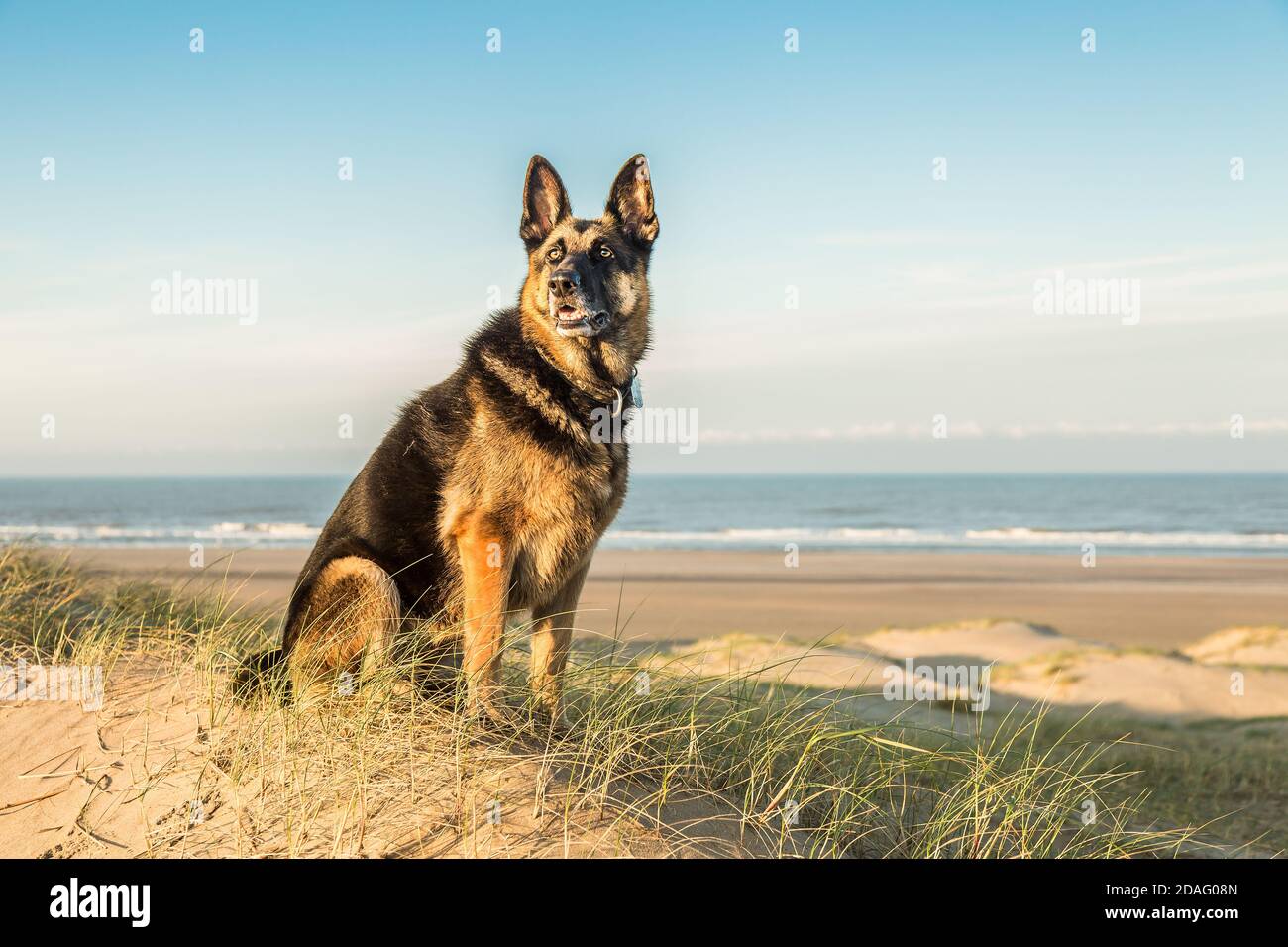 Focus sulla testa dritto nell'obiettivo guardando il cane Pastore tedesco posa nella calda luce dell'alba sulla cima delle dune Costa olandese con la spiaggia sulla Nor Foto Stock
