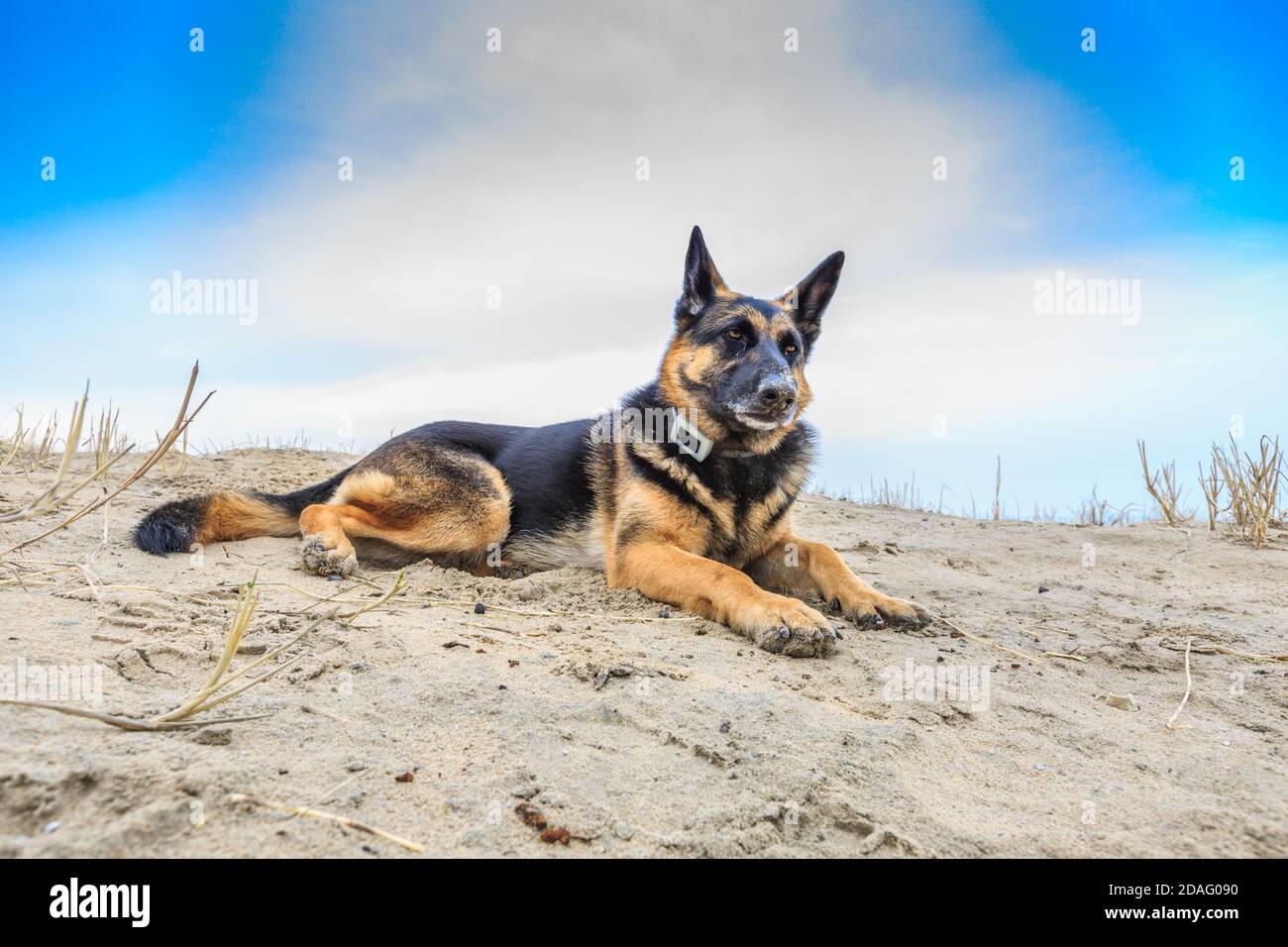 Un bellissimo pastore tedesco in posa rilassata e ansimante in un paesaggio di dune con un rilievo con orgoglio la testa e un collare con GPS tracker Foto Stock