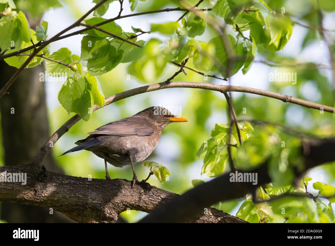 Uccello nero comune (Turdus merula), femmina arroccato su un ramo tra foglie verdi nel parco Foto Stock
