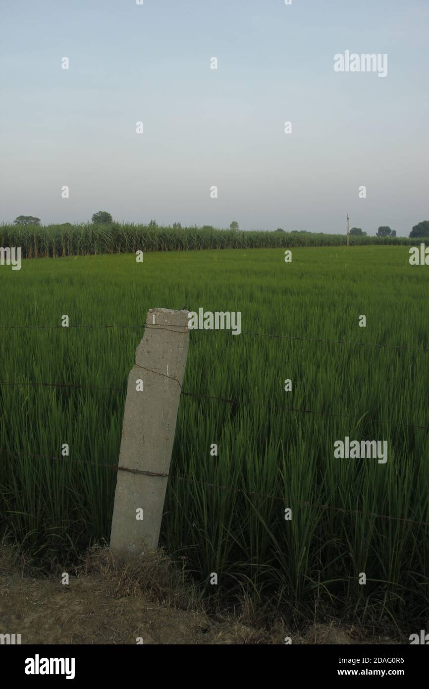 Recinzione su un campo di riso Foto Stock