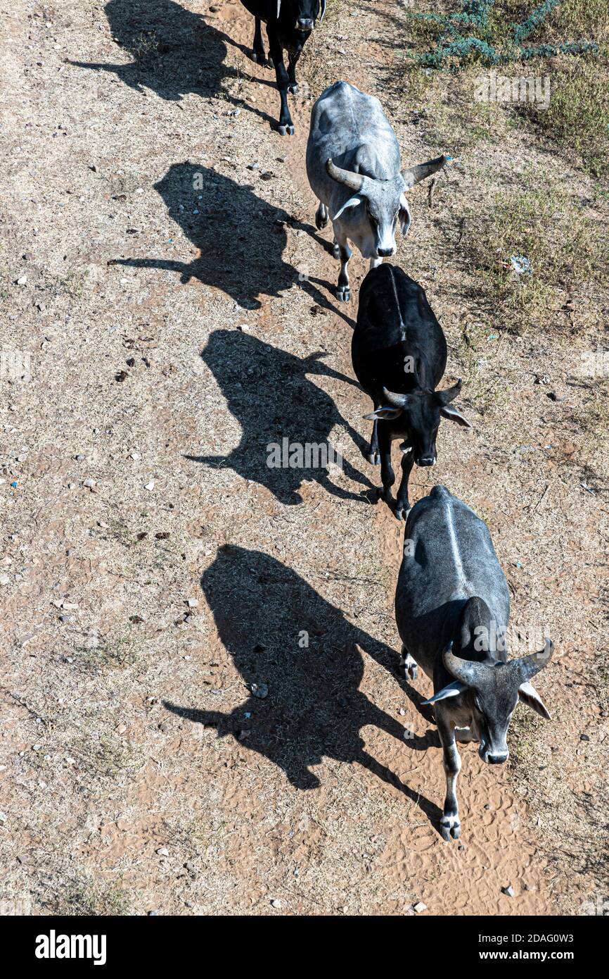 mucche sono allineate andando in una fila, facendo modello di linea retta Foto Stock