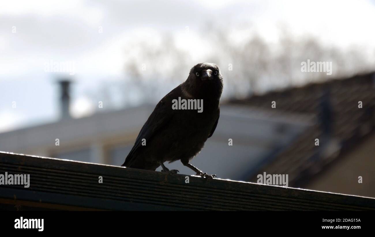 fuoco selettivo di un corvo con case in background, uccello nero guardare la fotocamera. Foto Stock