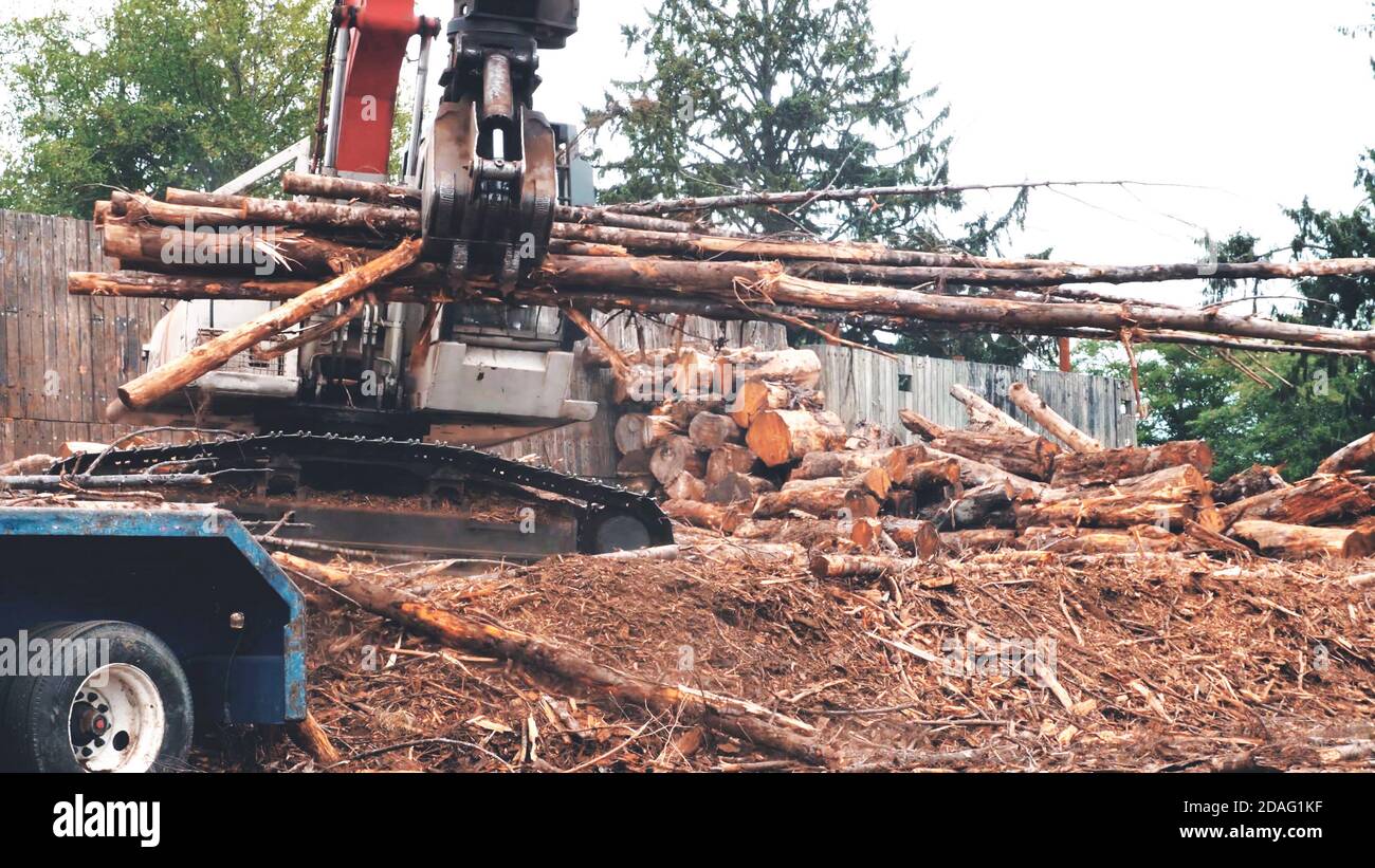 Il caricatore di tronchi sposta i tronchi di legno fresco sul camion dopo aver tagliato lo sfondo degli alberi. Foto Stock