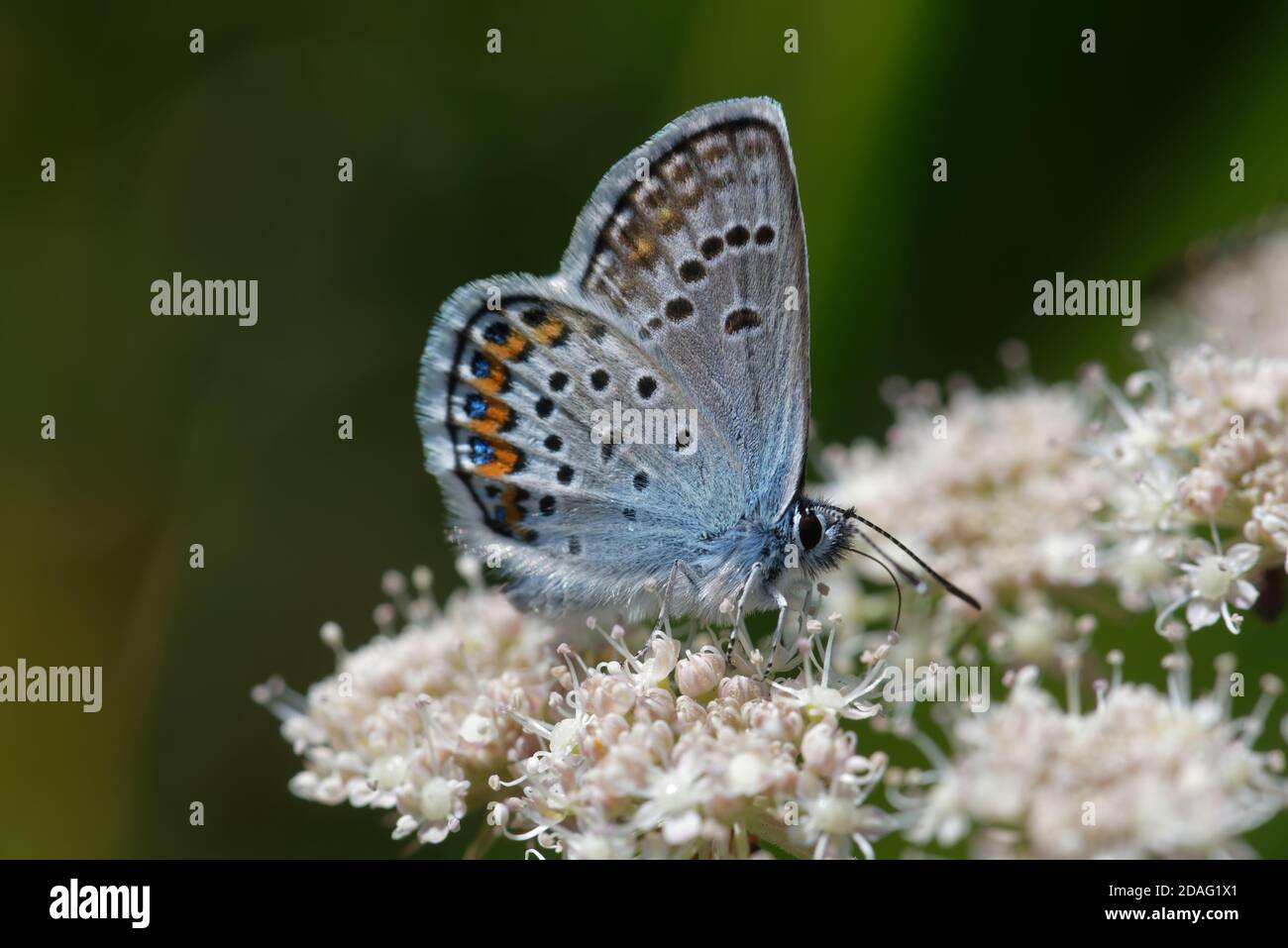 Il Plebejus idas, il blu o il blu del nord, è una farfalla della famiglia Lycaenidae. Foto Stock