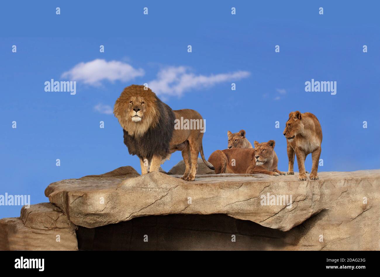 Tre leoni adulti su una roccia rocciosa con cielo blu e clounds bianco chiaro sullo sfondo. Un leone maschio e una leonessa in piedi e due leonesse che giacciono. C Foto Stock