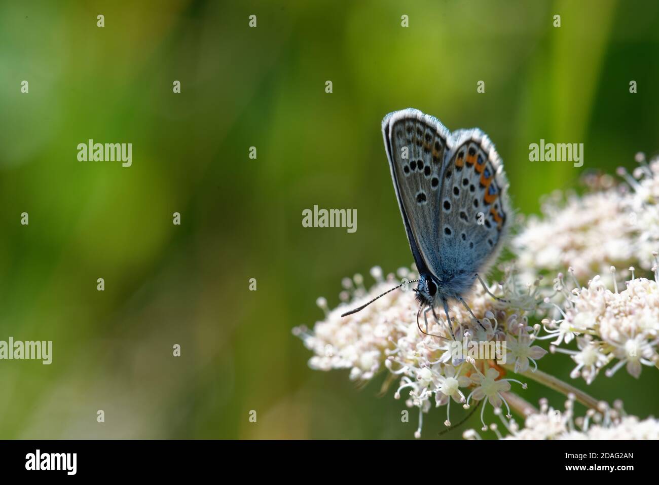 Il Plebejus idas, il blu o il blu del nord, è una farfalla della famiglia Lycaenidae. Foto Stock