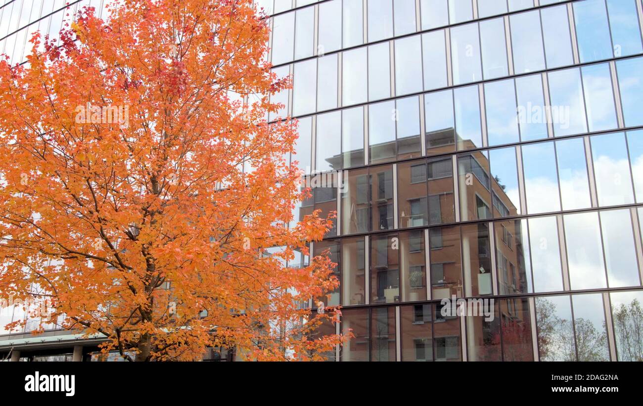 il colore arancione lascia l'albero vicino ad un moderno edificio con facciata in vetro. Foto Stock
