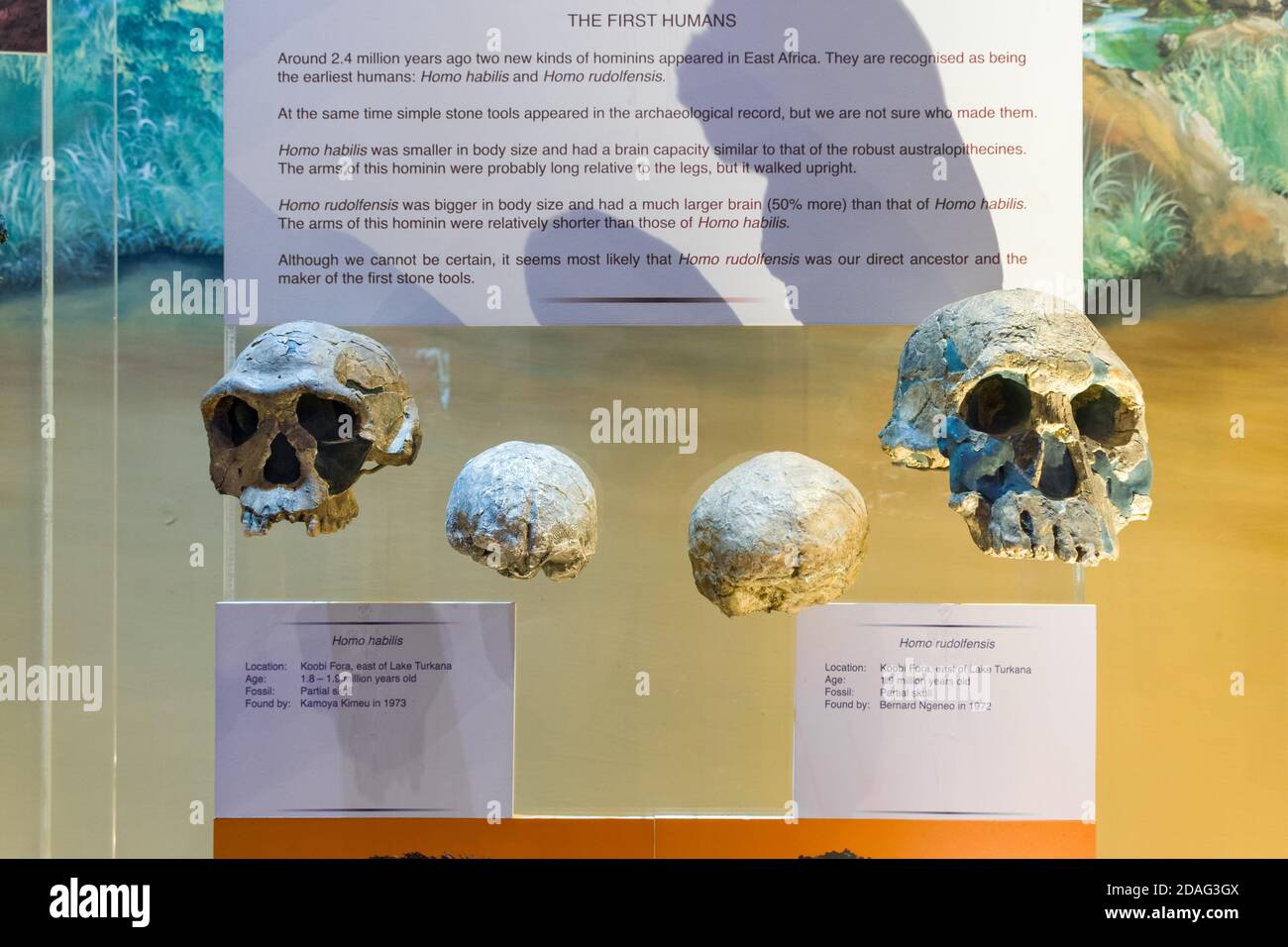 Teschi parziali dei primi esseri umani homo habilis e homo rudolphensis in mostra, Nairobi National Museum, Kenya Foto Stock