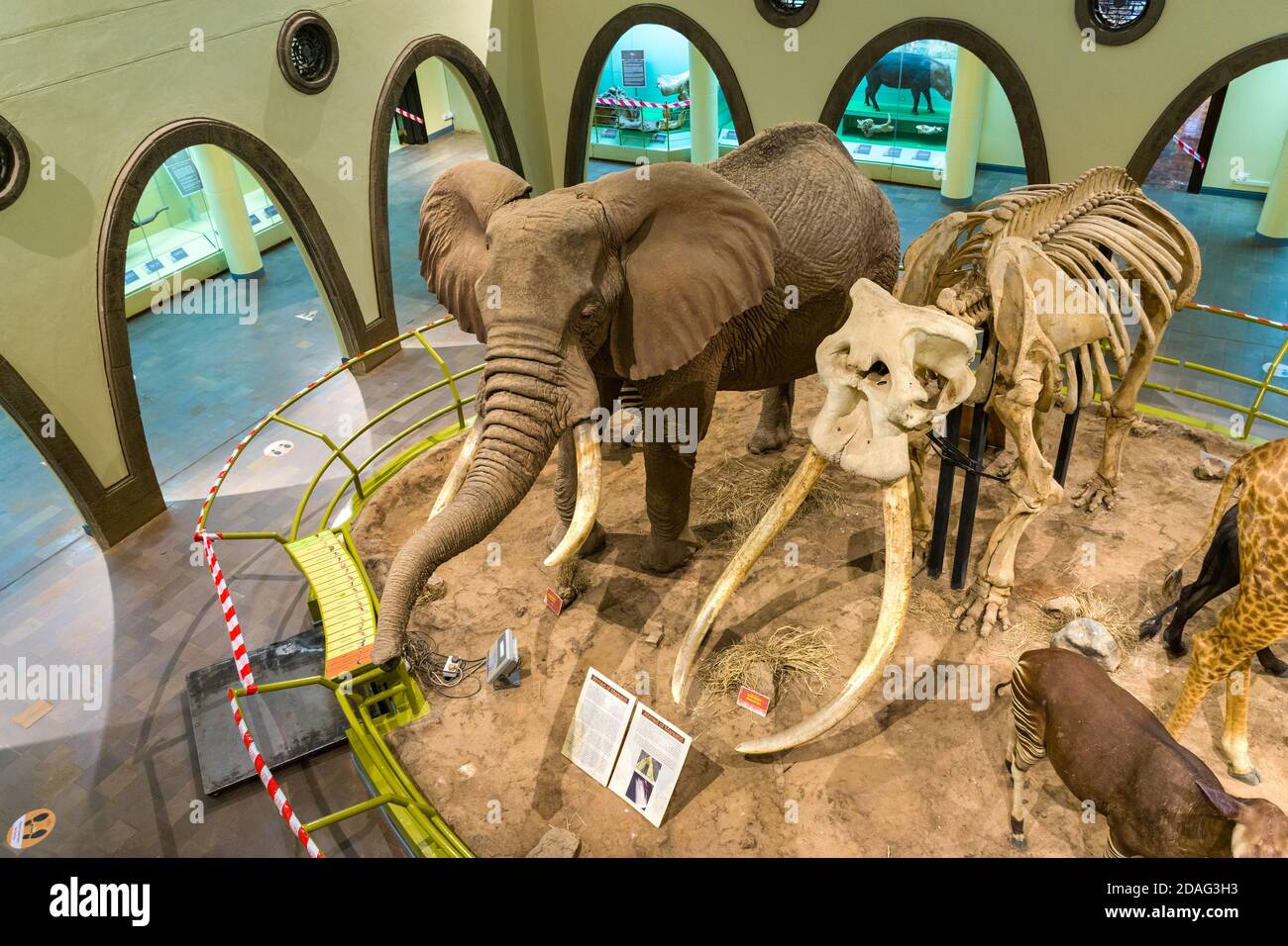 Scheletro e ricostruzione tassidermia di Ahmed of Marsabit, un grande elefante africano Bush (loxodonta Africana) in mostra, Nairobi National Museum, KE Foto Stock