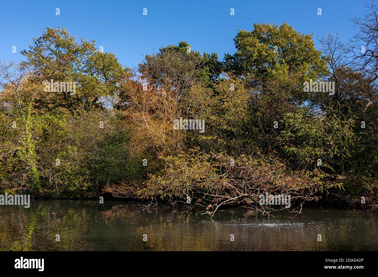 Tooting lago comune e la linea di alberi bagnati dalla luce del sole durante l'autunno. Foto Stock