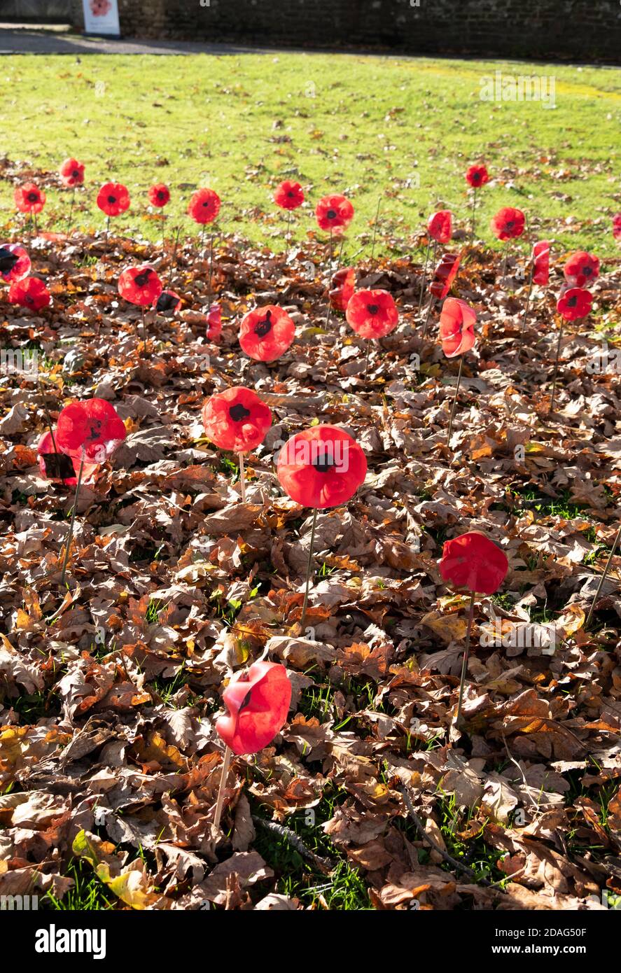 Papaveri del giorno della memoria in autunno foglie sull'erba fuori Brede Church, East Sussex, UK Foto Stock