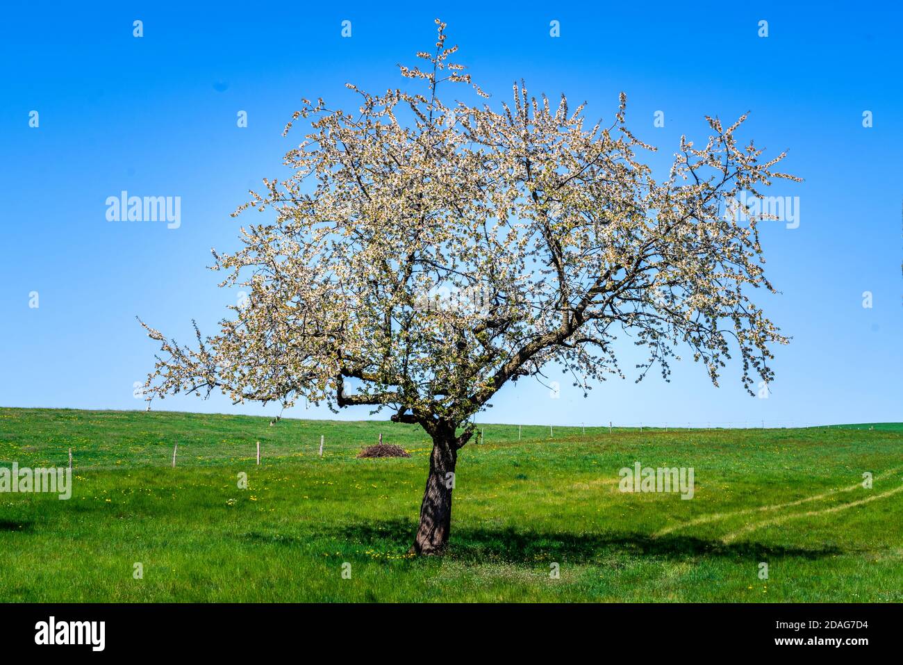 Frühling in der Natur und Landschaft, weiße Blüten und erstes Grün im aprile Foto Stock