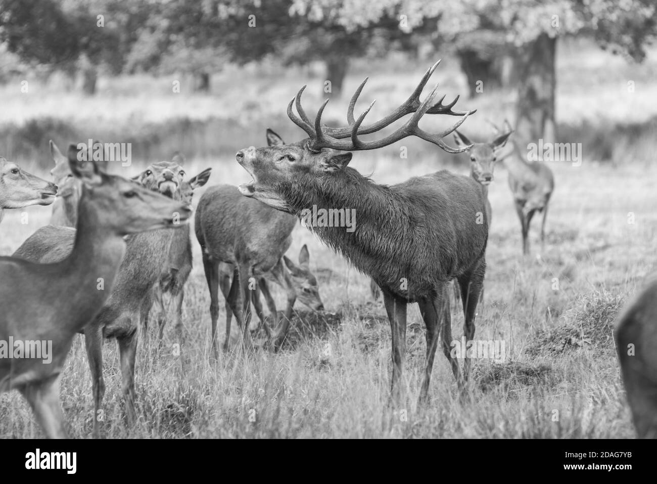 Cervus elaphus (Cervus elaphus) Foto Stock