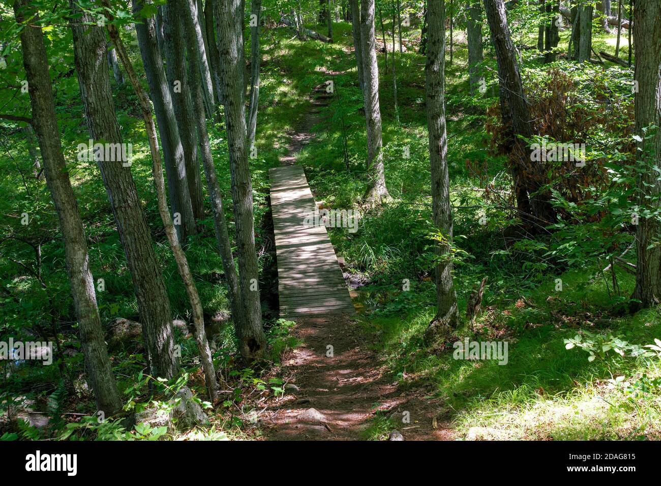 Forestry Canada sta provando ad aiutare i turisti e i vacanzieri vicino con attenzione che posa sentieri escursionistici in foreste selvatiche senza distruggere il natura di selvatico per Foto Stock