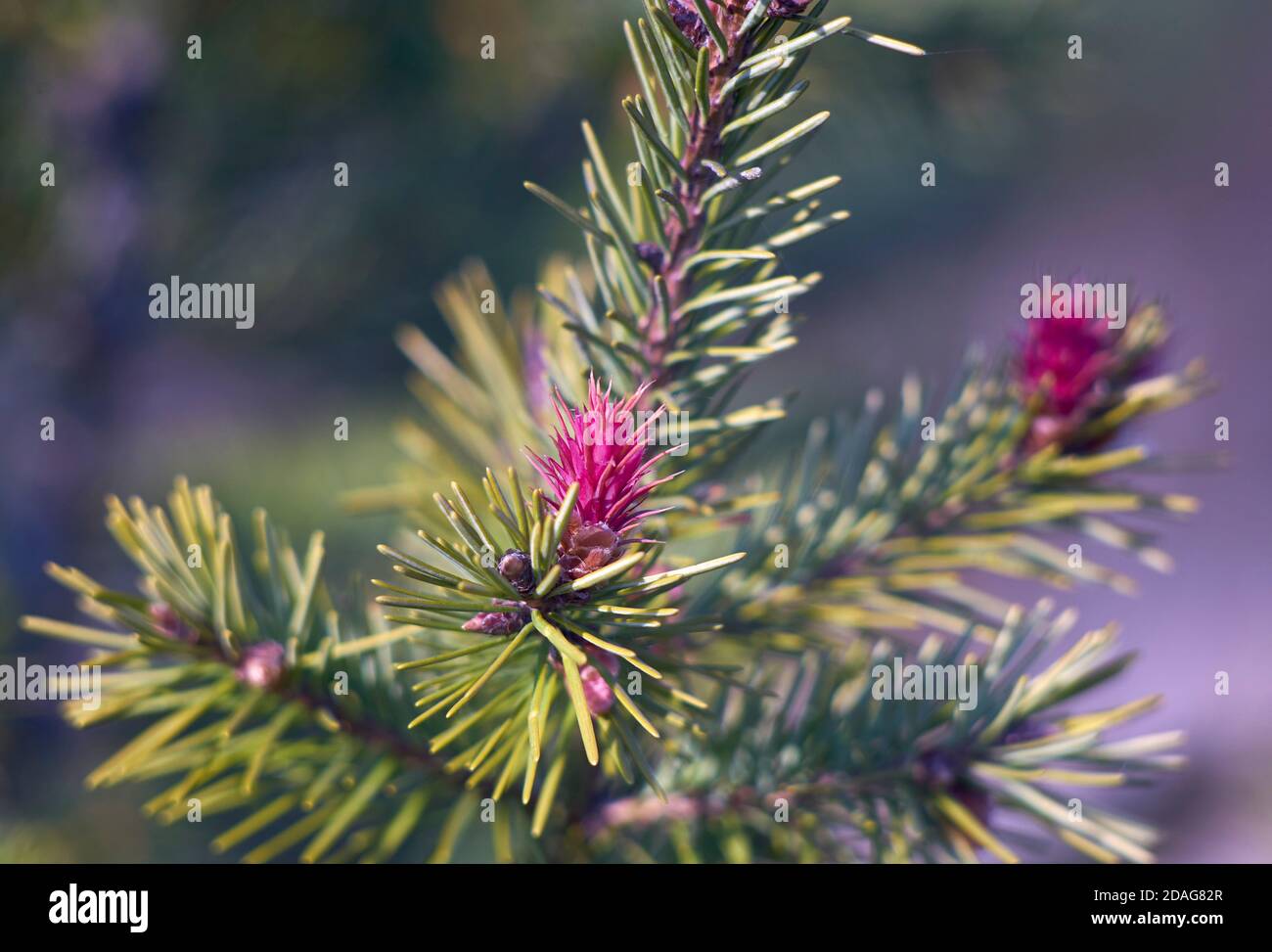 Bella giovane rosa Douglas abete fiori in primavera Foto Stock