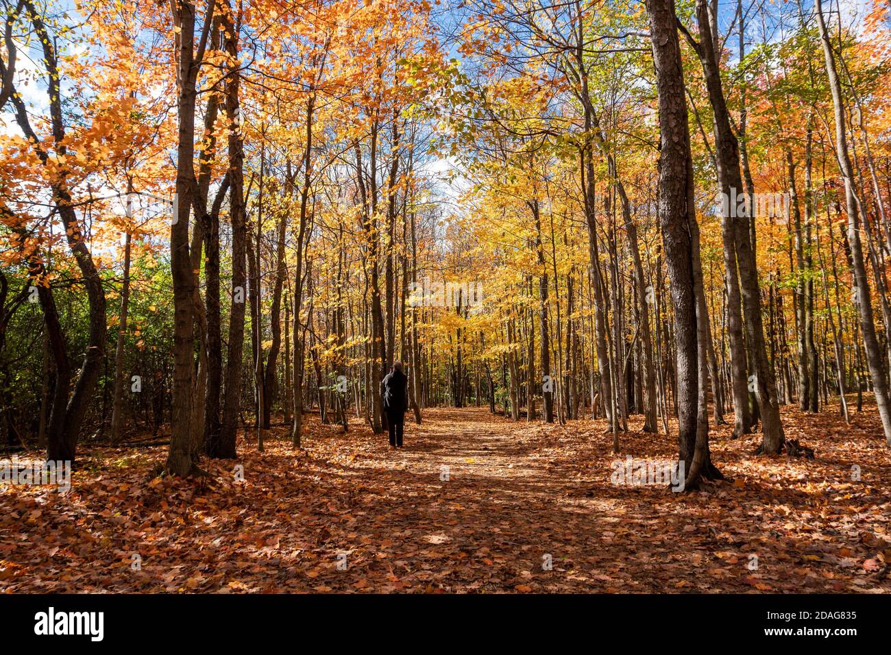 Fotografo in autunno, in una foresta d'acero alla ricerca di belle riprese Foto Stock