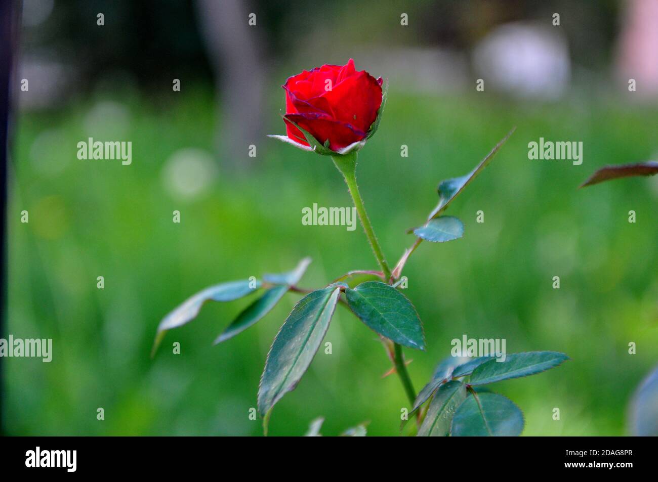 una rosa rossa con foglie verdi Foto Stock