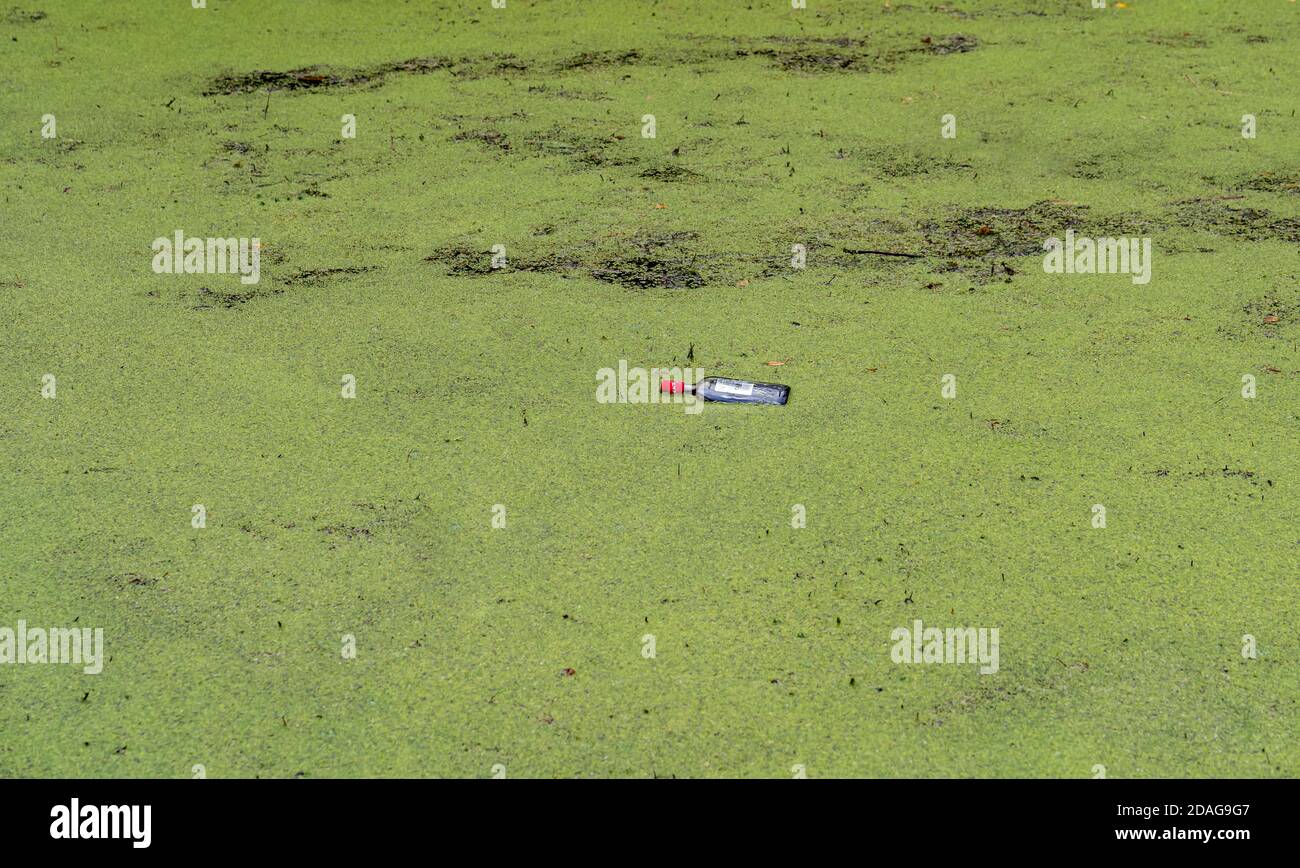 Rifiuti di alcol o liquori di lettiera bottiglia scartata in acqua duckweed superficie di Union Canal, Edimburgo, Scozia, Regno Unito Foto Stock