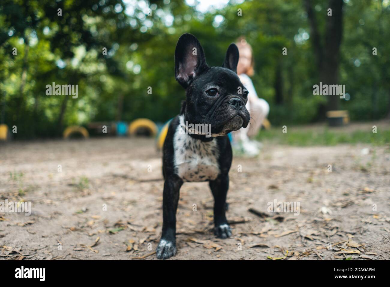 passeggiata in un piccolo bulldog francese nero, guardando e giocando nel parco estivo Foto Stock passeggiata in un piccolo bulldog francese nero, guardando e giocando nel parco estivo Foto Stock