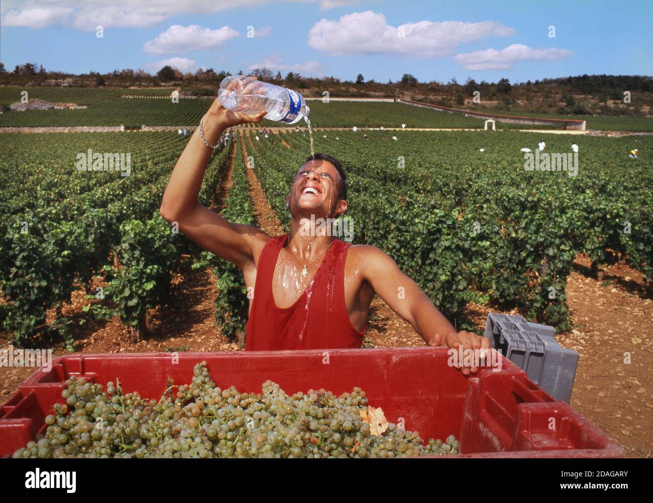 BORGOGNA RACCOLTO CALDO ONDA DI CALORE VENDEMMIA VENDEMMIATRICE raccolta di uve raffreddamento con bottiglia d'acqua durante caldo onda di calore in Marquis de Laguiche le Montrachet vigneto Borgogna Côte de Beaune Foto Stock