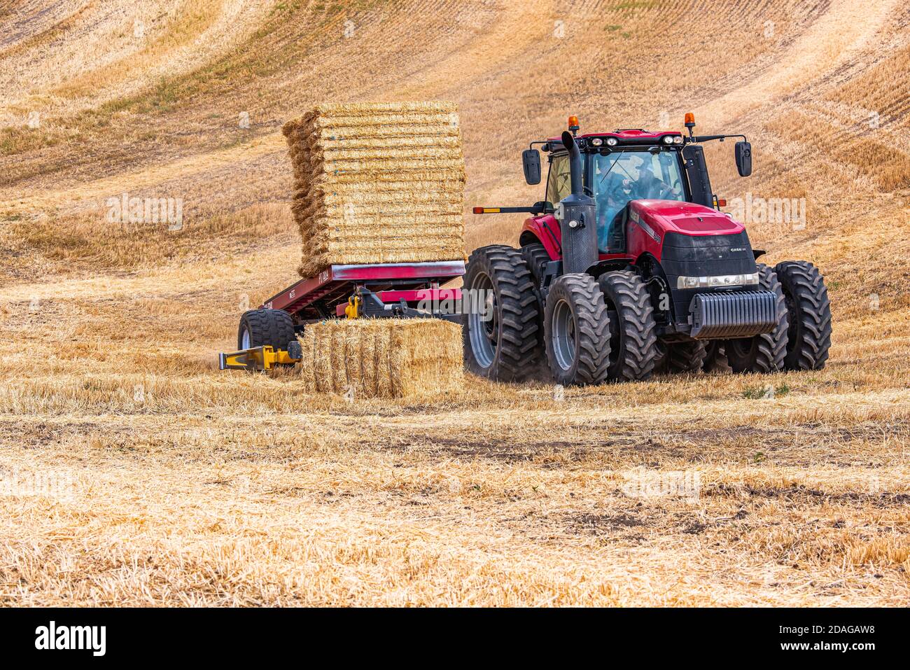 Il trattore CaseIH preleva balle rettangolari grandi di paglia su Le colline della regione Palouse di Washington orientale Foto Stock