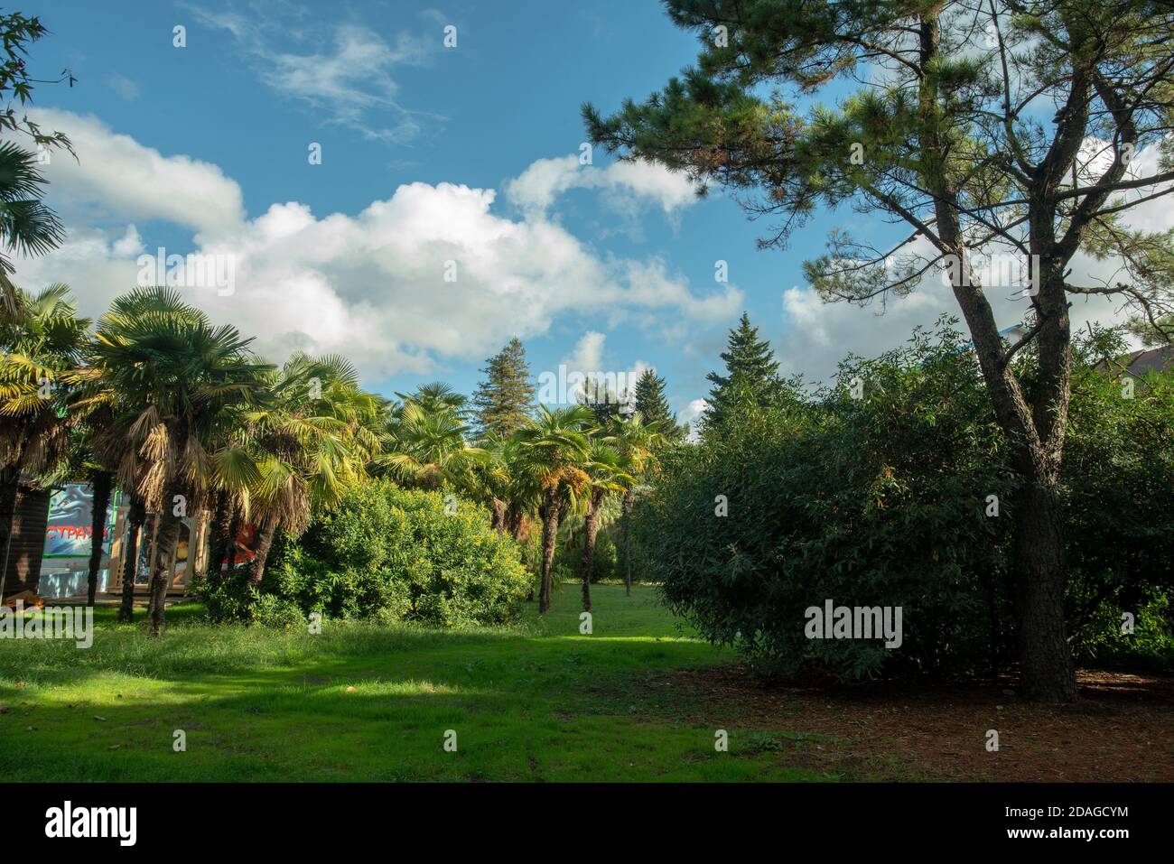 Cestrum parqui - incredibile cespuglio con fiori gialli nel parco di Lazarevskaya (Big Sochi) resort in Krasnodar regione della Russia. Кшапе cespuglio in ombra Foto Stock