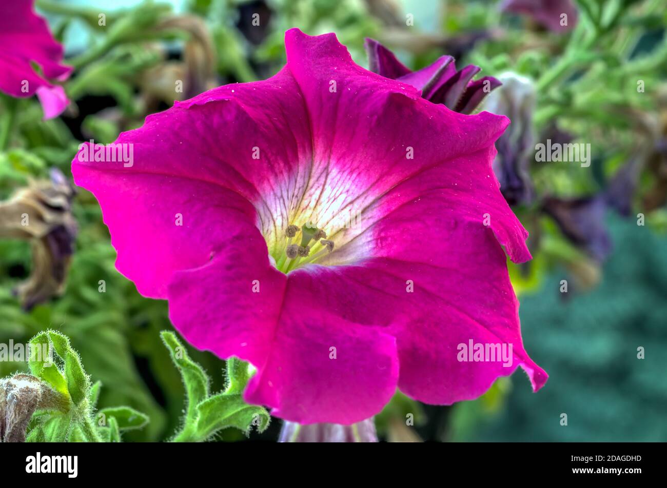 Petunia (Petunia Juss.) su uno sfondo piacevole, fotografato da una distanza ravvicinata, fiore viola Foto Stock