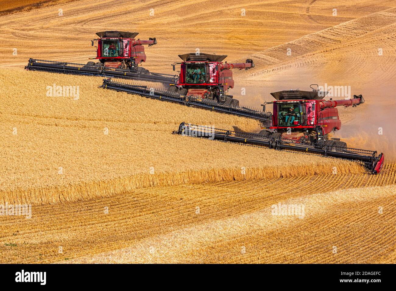 Più mietitrebbia CaseIH per la raccolta del grano nella regione Palouse di Washington orientale Foto Stock