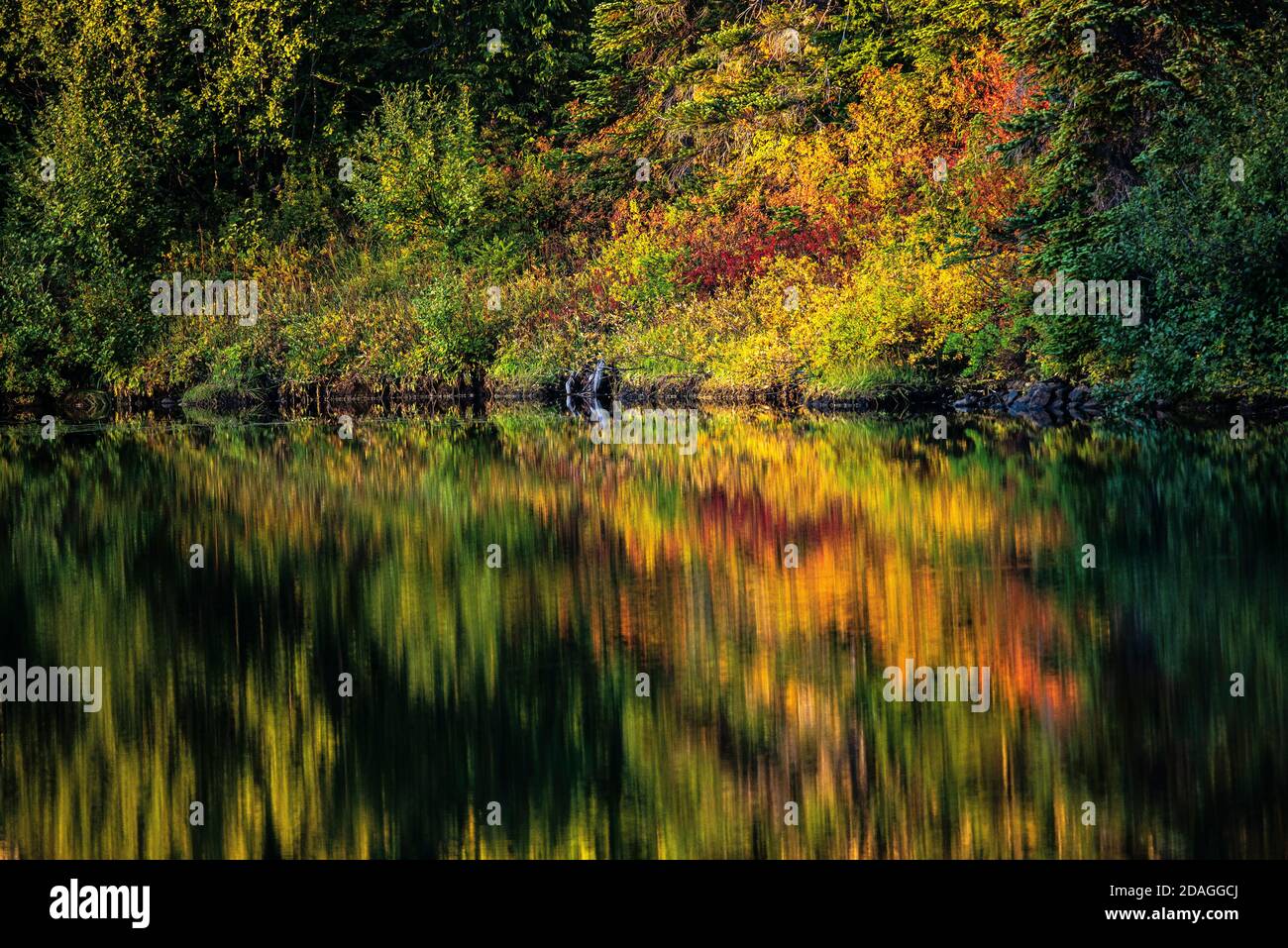 Il fogliame autunnale si riflette in Reflection Lake vicino Paradise nel Mount Rainier National Park, Pierce County Washington Foto Stock