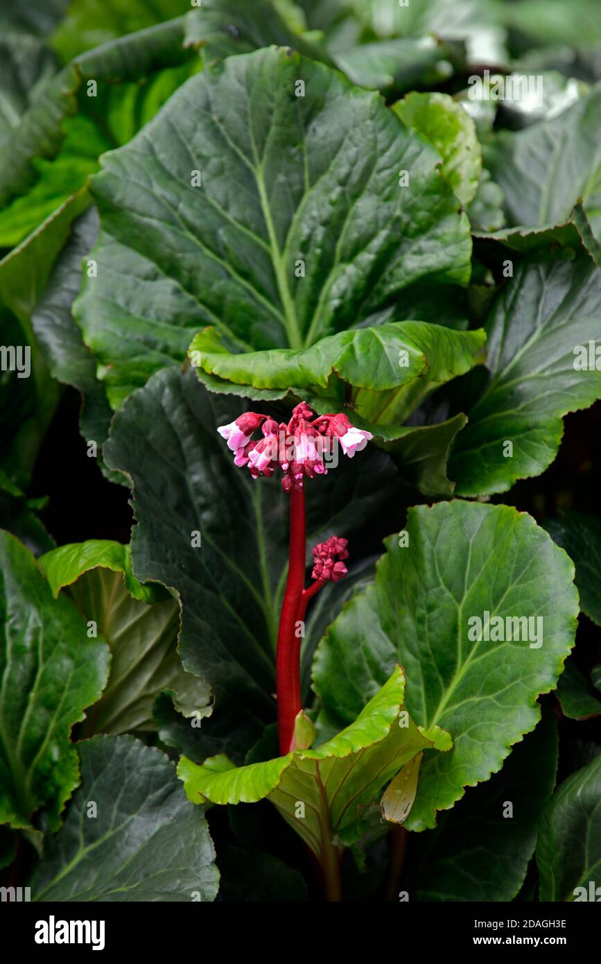 Bergenia Bartok,bergenie,fiori rossi,fiori rossi,orecchie elefanti,orecchie elefanti,perenne rizomatoso sempreverde,foglie rotonde leaterie,a campana Foto Stock