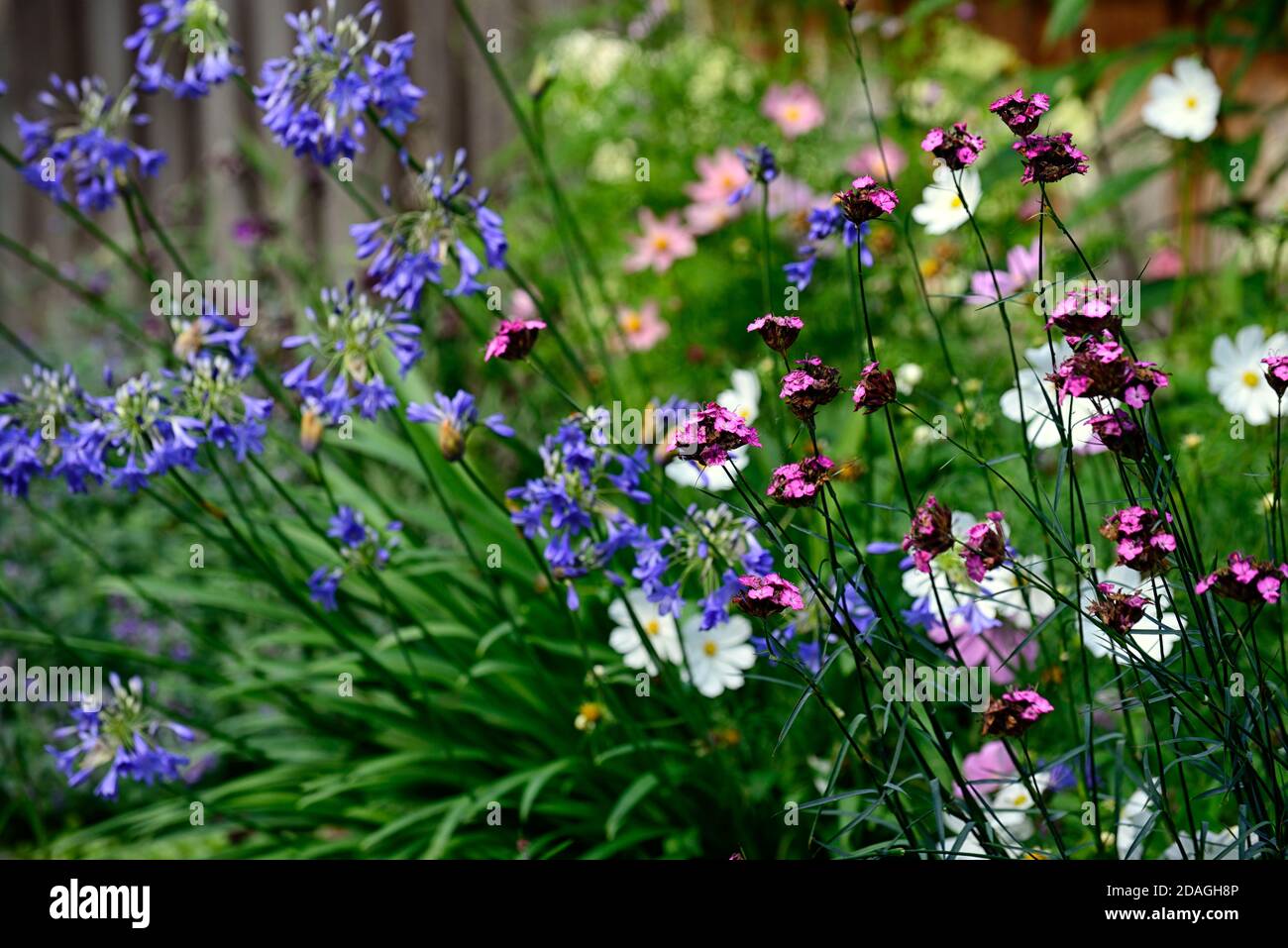 Dianthus carthusianorum,Rosa certosina,Agapanthus inapertus,fiori blu agapanthus,perenni,confini misti,giardino,giardini,fioritura,RM Floral Foto Stock