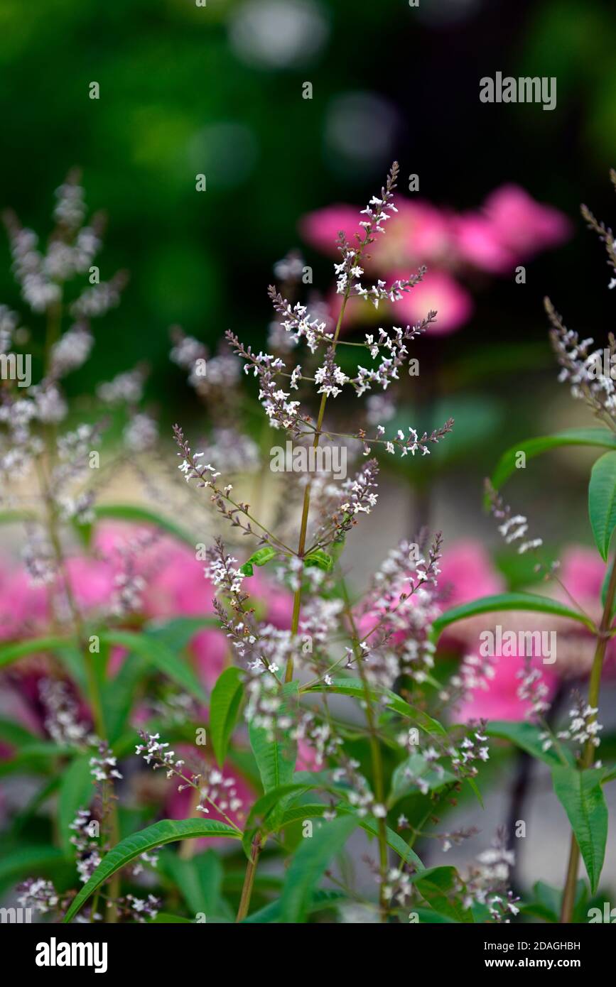 Nepeta nuda, menta verde, forma verticale, nepeta, giardino asciutto, giardino ghiaia, fiori, fioritura, giardini, RM Floral Foto Stock