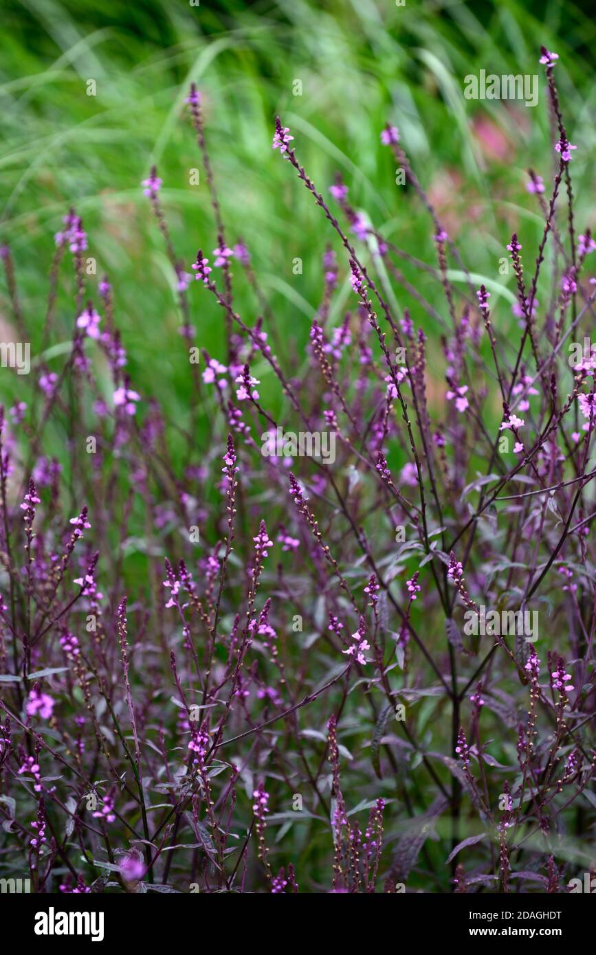 Verbena officinalis var grandiflora Bampton, vervain Bampton, eretto perenne, rami di wiry fine, viola profondo fogliame, fiori rosa viola, fiore, fiore Foto Stock
