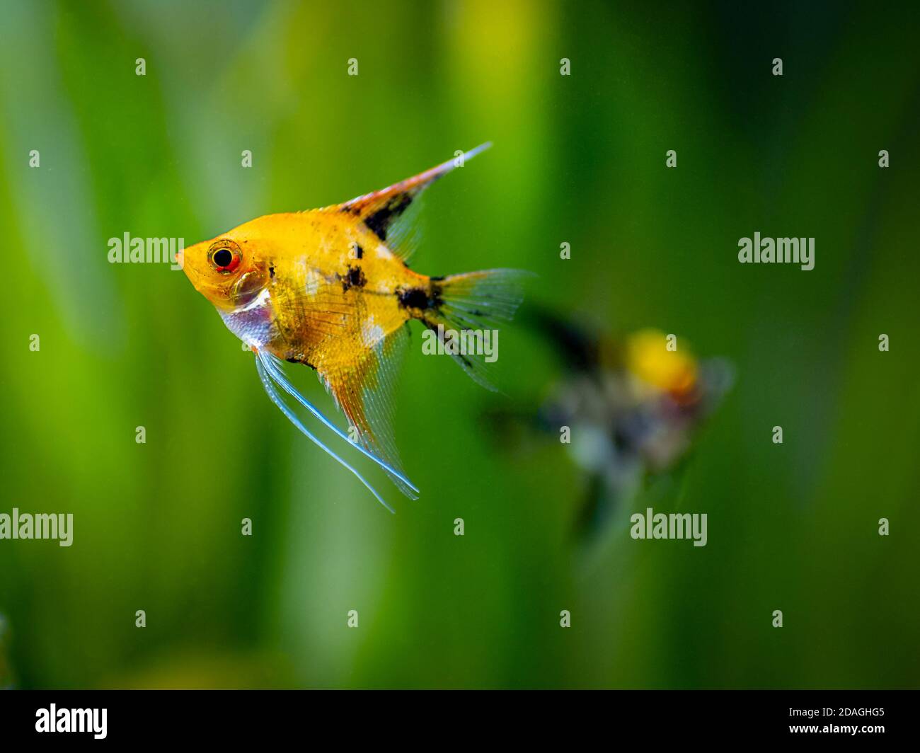 Pesci angelo che nuotano in pesci serbatoio con sfondo sfocato (Pterophyllum scalare) Foto Stock