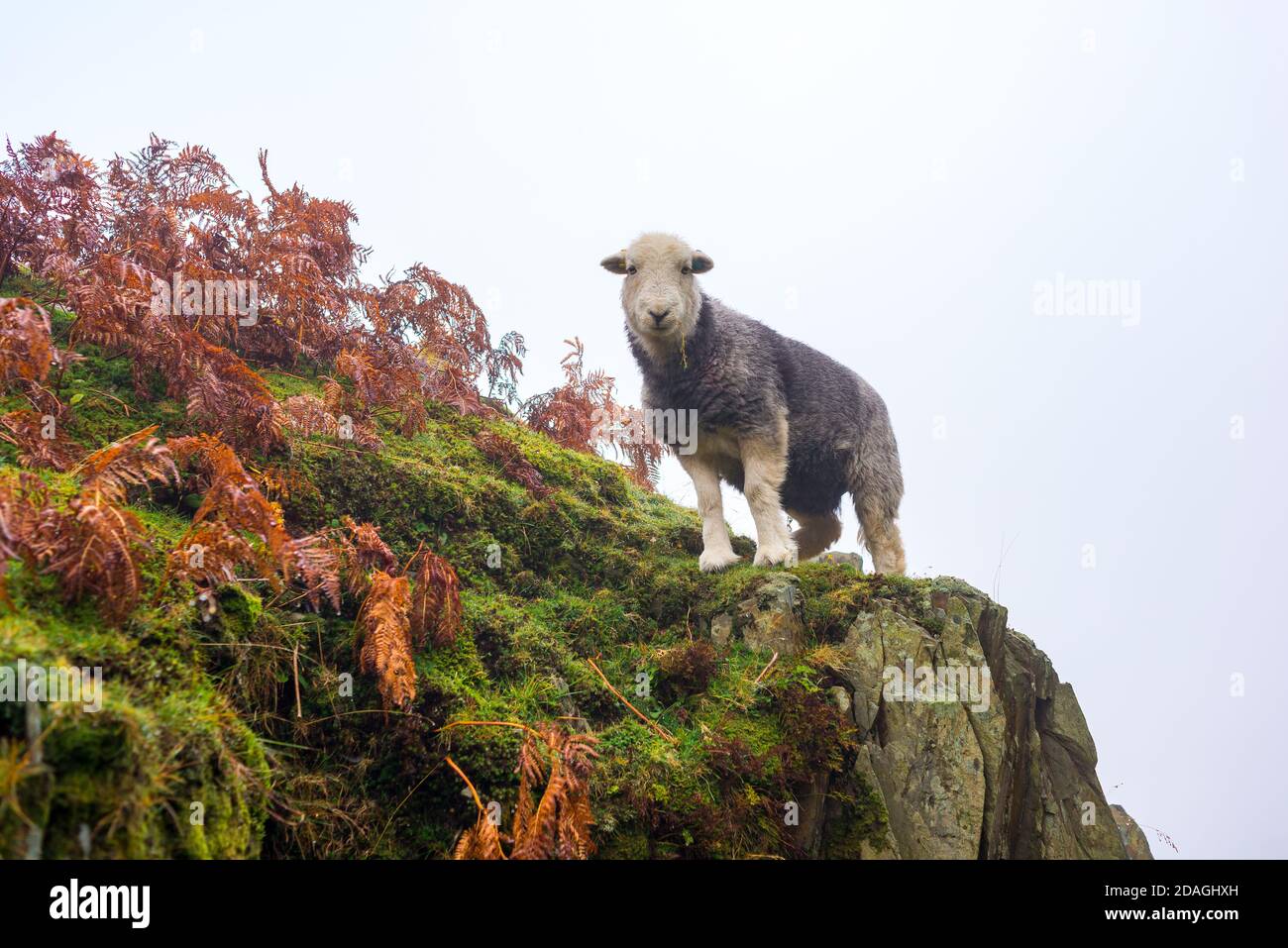 Pecora su una falesia rocciosa alla cava di ardesia di Tilberthwaite, Lake District, Cumbria, UK Foto Stock