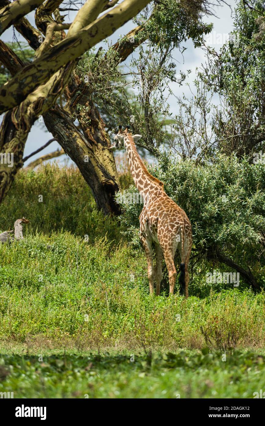 Una giraffa Masai o Maasai (Giraffa camelopardalis tippelskirchii) in piedi in fogliame, Crescent Island, Lago Naivasha, Kenya Foto Stock