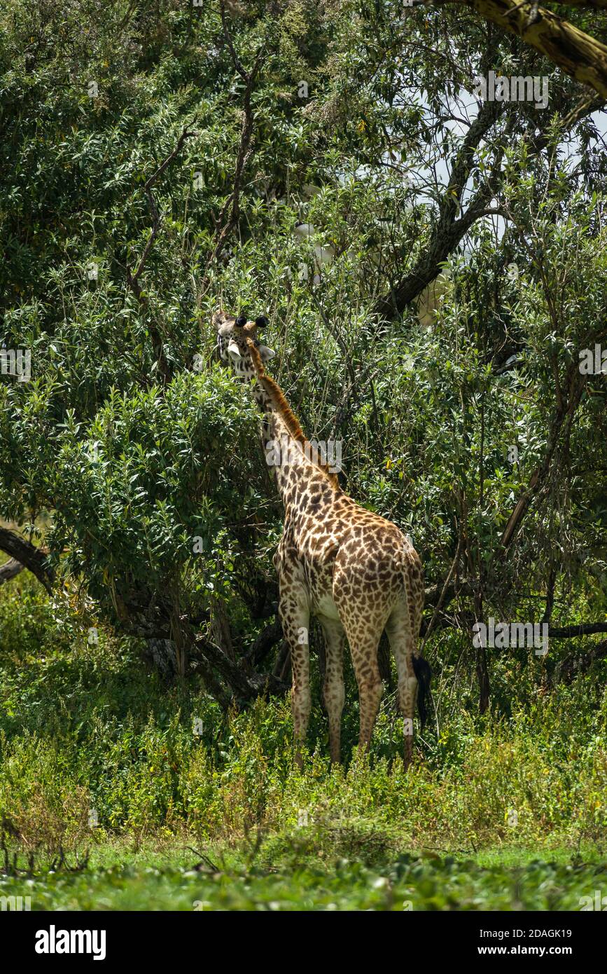 Una giraffe Masai o Maasai (Giraffa camelopardalis tippelskirchii) che si nutra da alberi, Crescent Island, Lago Naivasha, Kenya Foto Stock