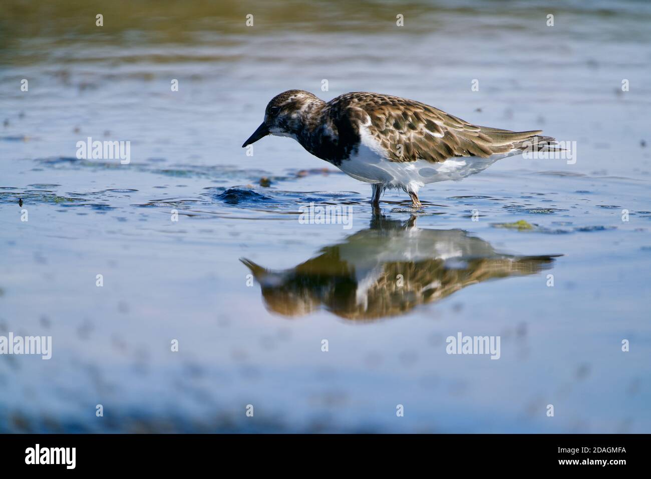 Ruddy turnstone specchiatura in un lago blu Foto Stock