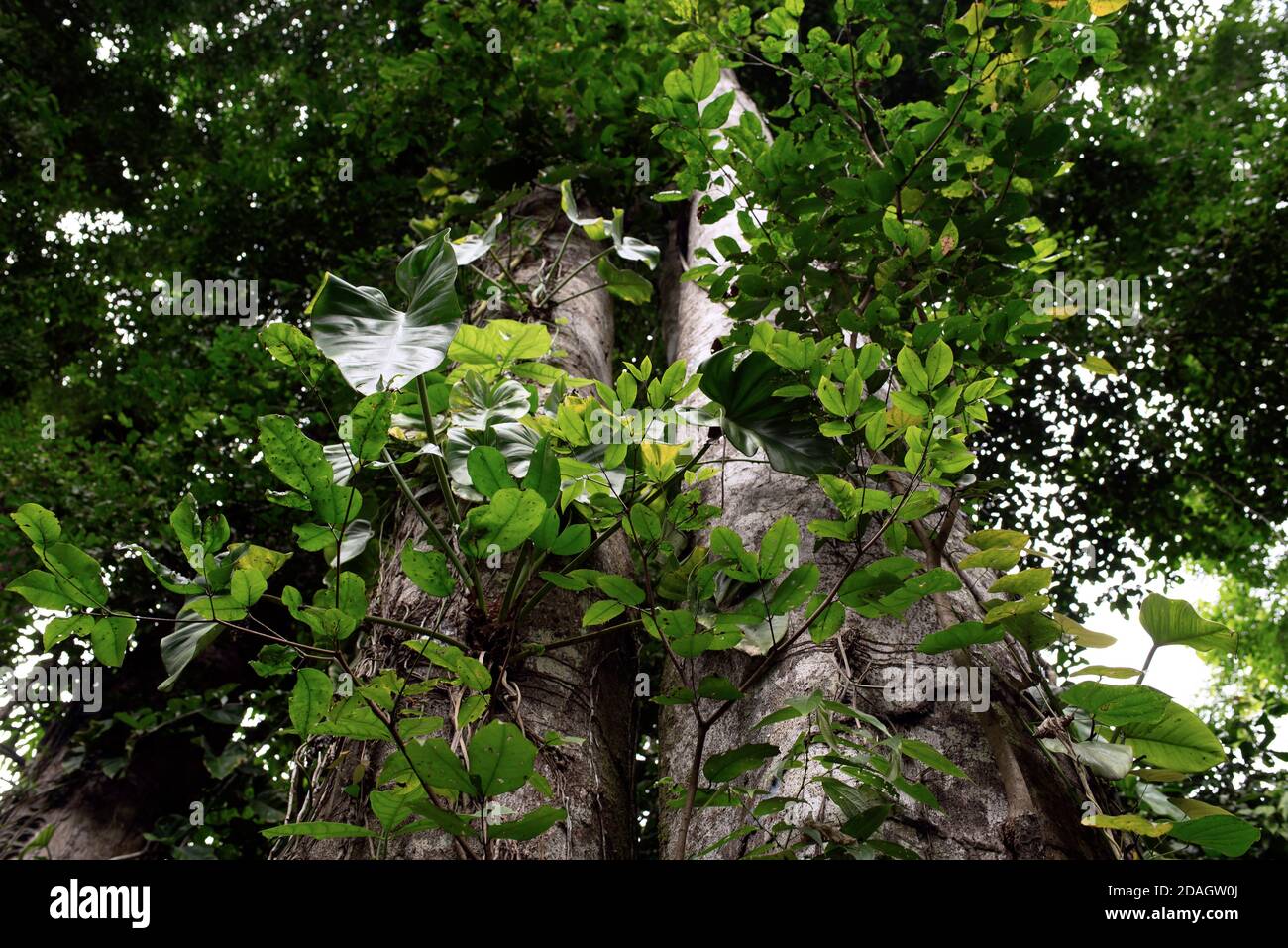 Piante che strisciano su albero. Cahuita National Park, Costa Rica Foto Stock