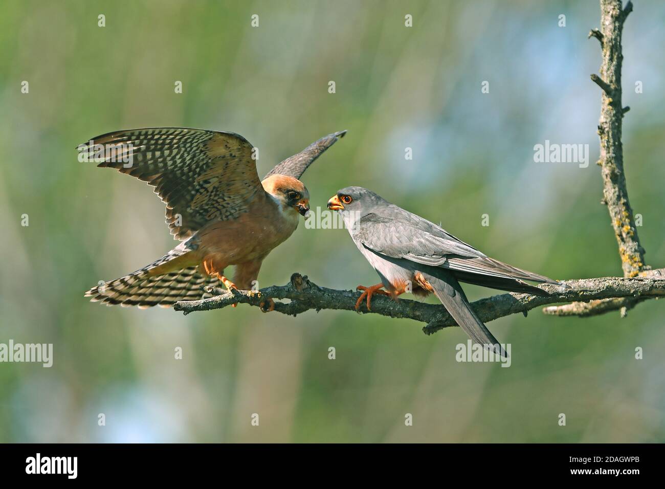 falco rosso-footed occidentale (Falco vespertinus), coppia che perching su un ramo dopo la consegna di cibo, Ungheria, Turkeve Foto Stock