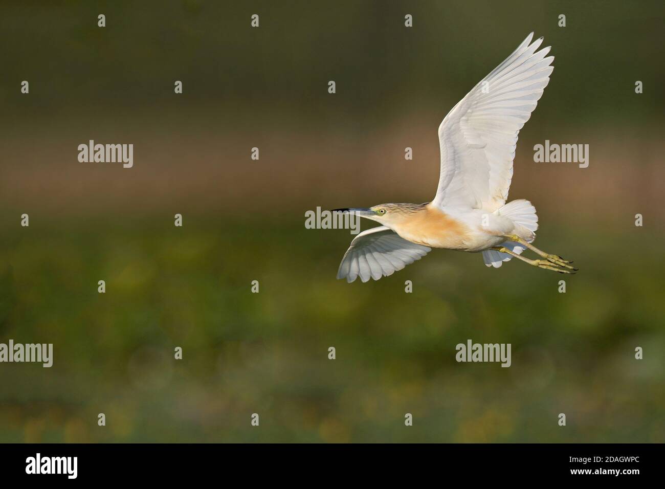 Squacco Heron (Ardeola ralloides), volo, vista laterale, Ungheria, Tiszaalpar Foto Stock