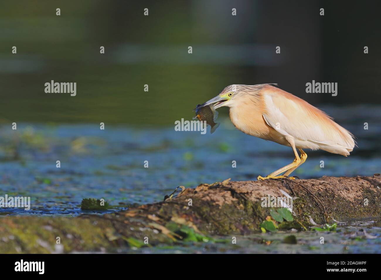 Squacco Heron (Ardeola ralloides), perching su un tronco di albero con pesce catturato nel disegno di legge, Ungheria, Bacs-Kiskun Foto Stock