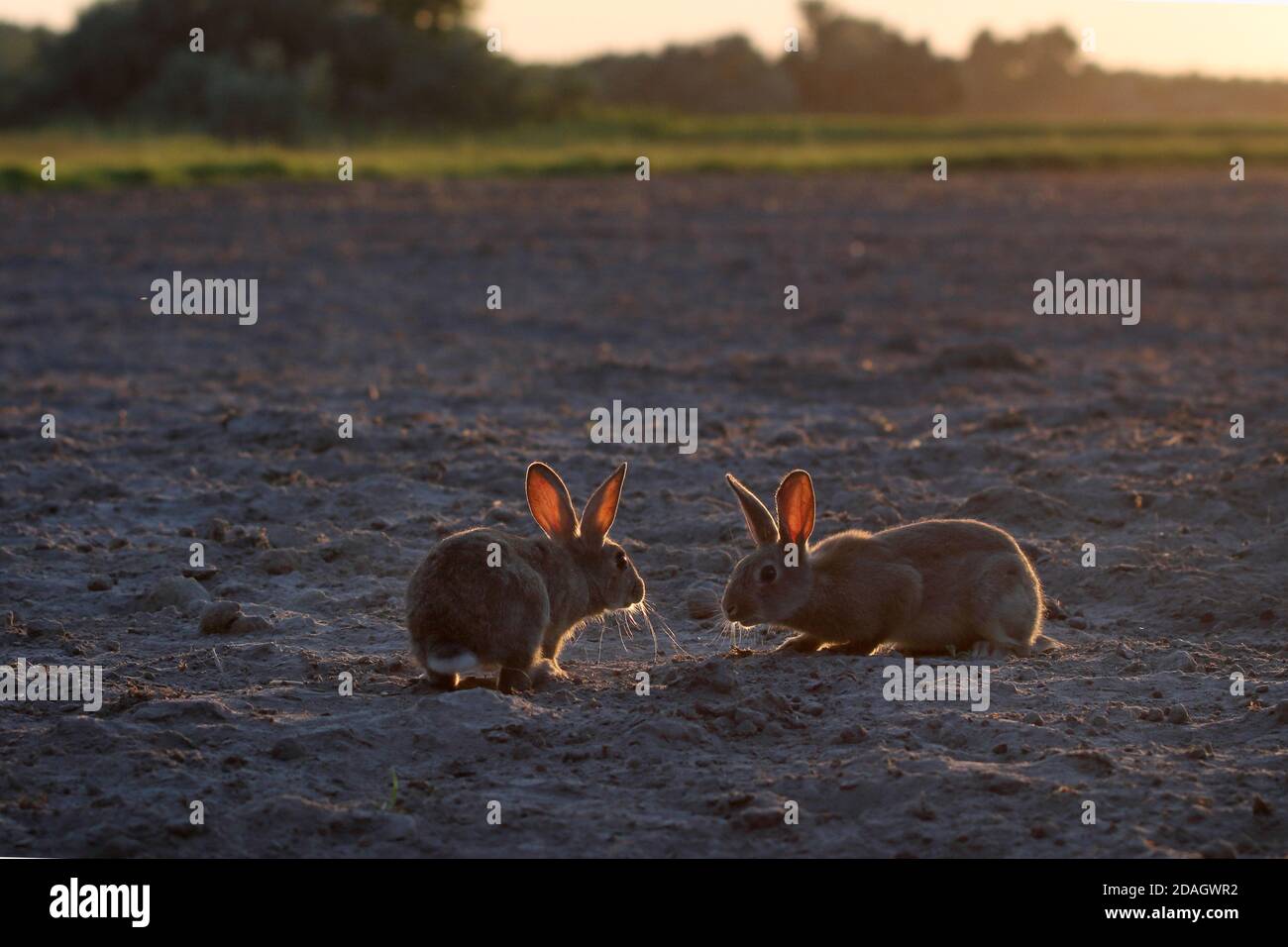 Coniglio europeo (Oryctolagus cuniculus), due sniffing l'uno sull'altro conigli su un acro al tramonto in controluce, Ungheria, Parco Nazionale di Kiskunsag Foto Stock
