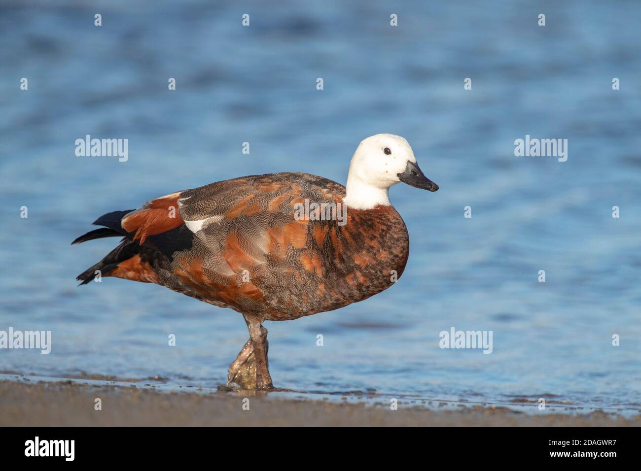 paradise shelduck (Tadorna variegata), passeggiate maschili sulla spiaggia, Nuova Zelanda, Stewart Island Foto Stock