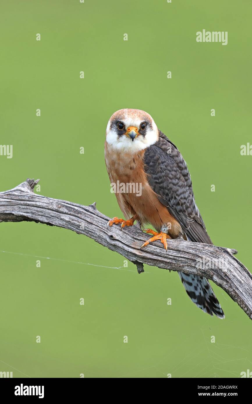 Falco rosso occidentale (Falco vescinerus), femmina in una filiale, Ungheria, Parco Nazionale di Kiskunsag Foto Stock