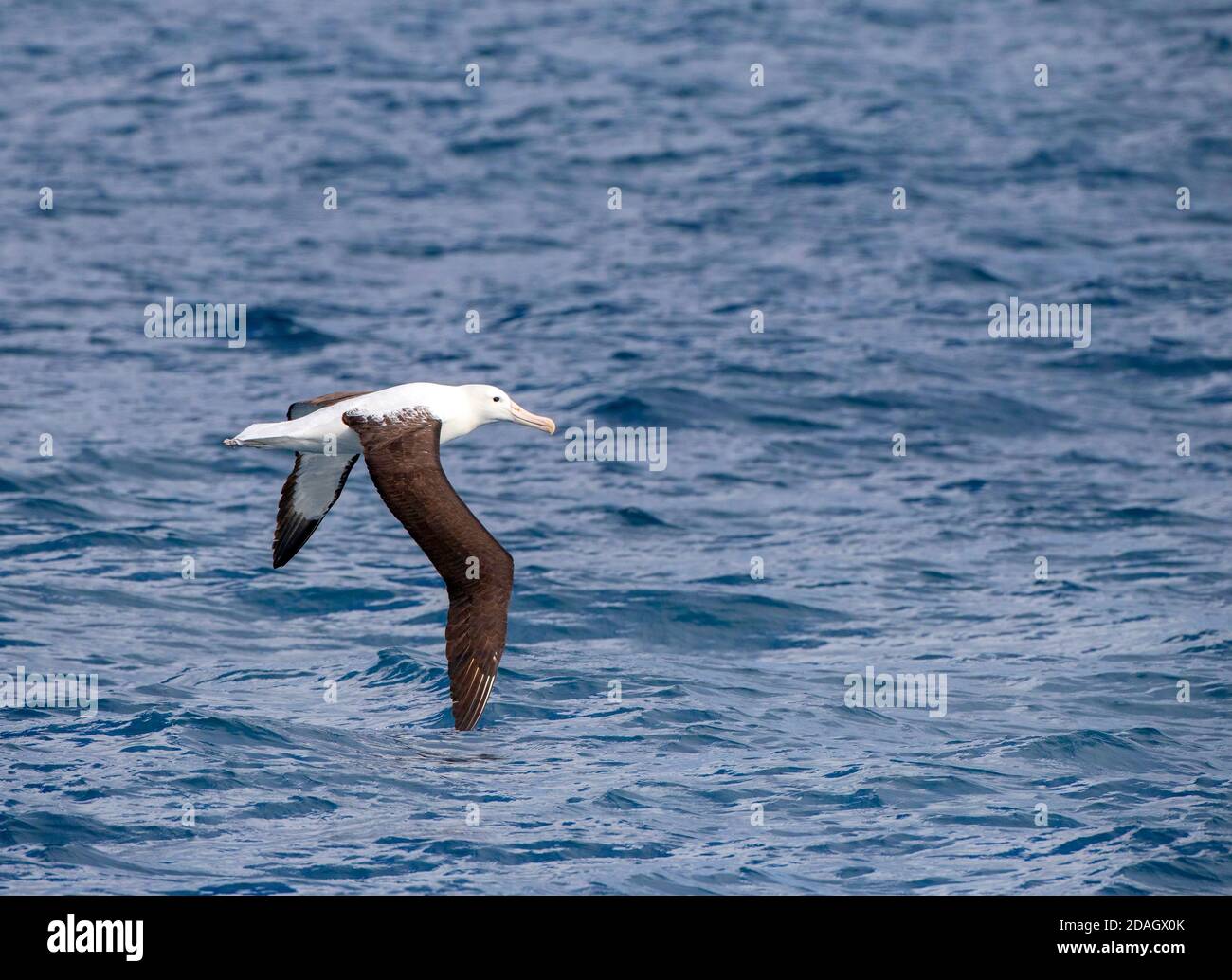 Northern Royal Albatross (Diomedea sanfordi), che sorvola l'oceano, la Nuova Zelanda, le isole Chatham Foto Stock