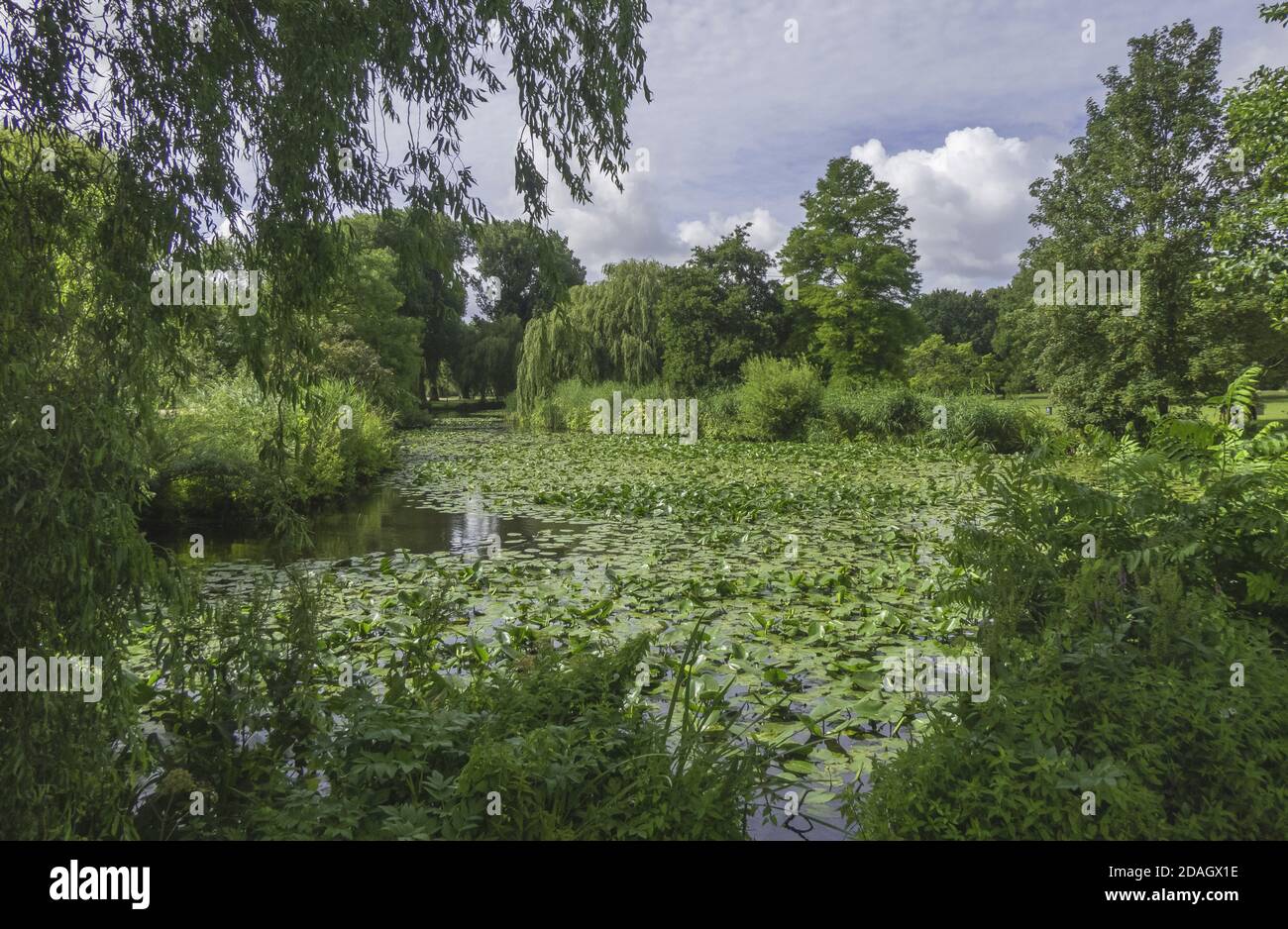 Lago selvaggio Alster, Germania, Amburgo Foto Stock