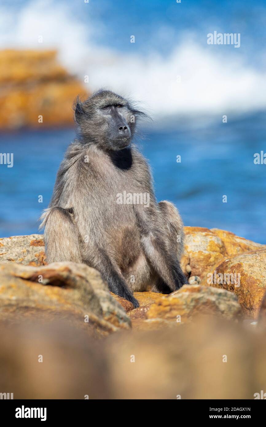Chacma baboon, anubius baboon, ulivo baboon (Papio ursinus, Papio cynocephalus ursinus), adulto seduto su alcune rocce, Sudafrica, Capo Occidentale Foto Stock